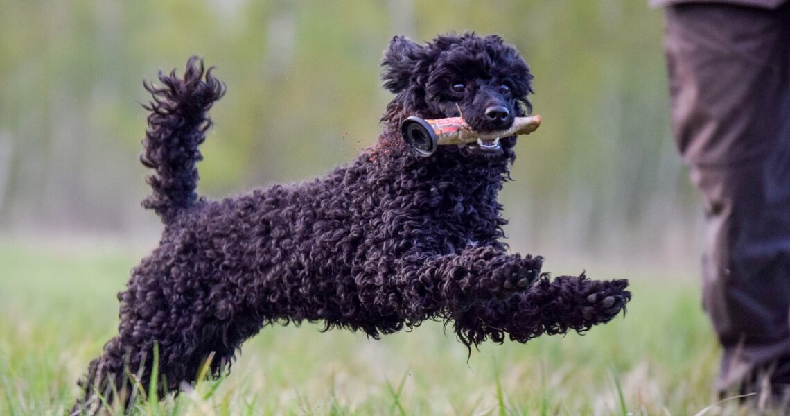 poodle, dog, play