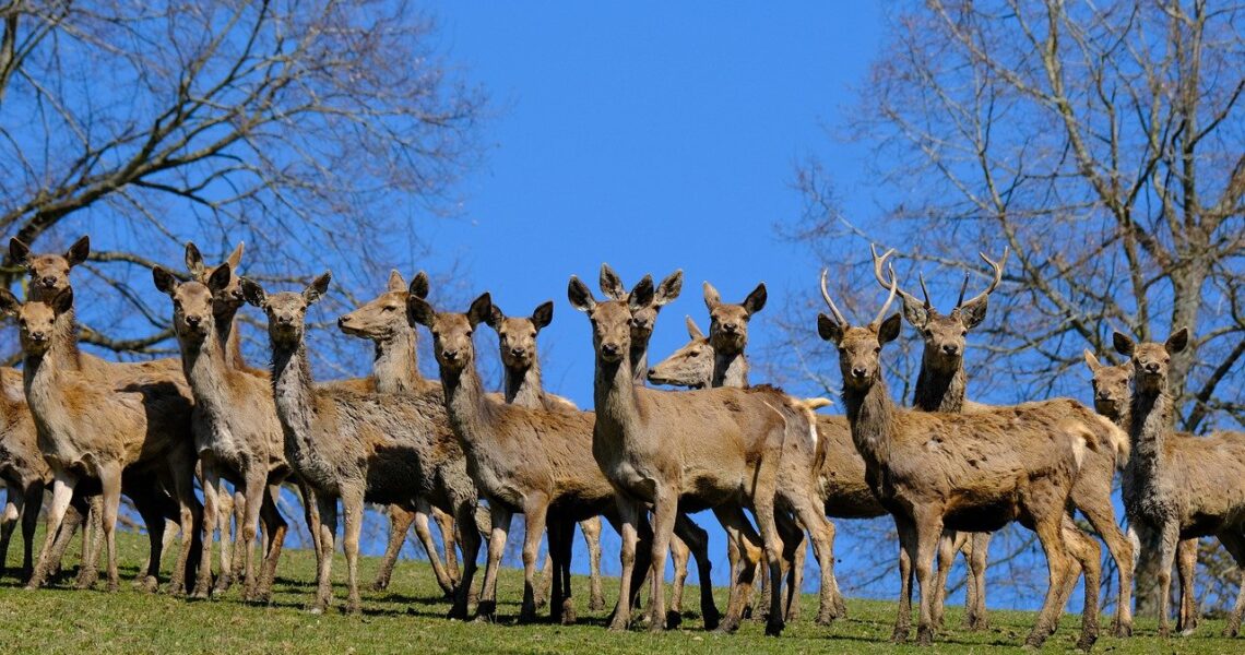 deer, roe deer, wildlife